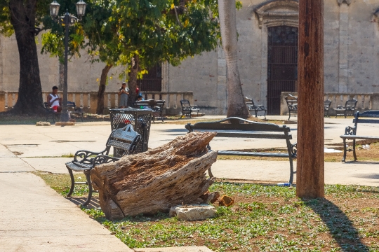 Tree Stump in Park