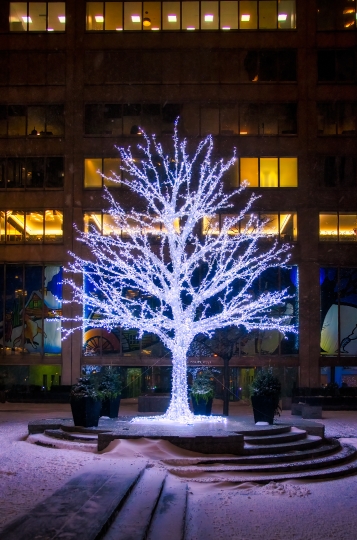 Tree With Christmas Lights