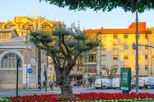 Unusually shaped tree and decorative garden in the city center.