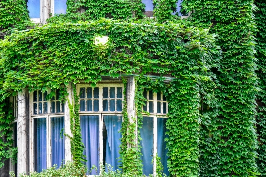 Vibrant green color vine in old building walls, Toronto, Canada