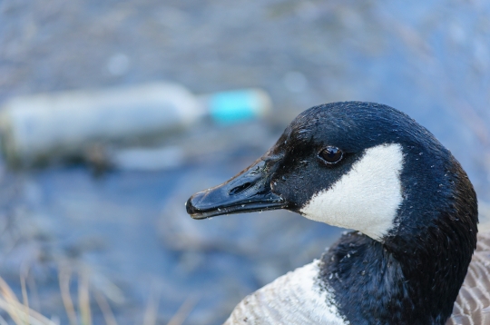 Water Pollution