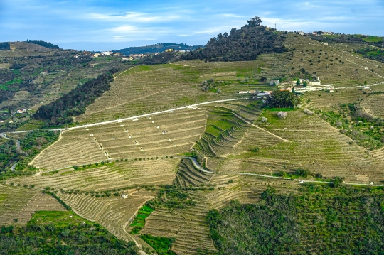 Winery agricultural fields on the ridge of a mountain in the Dou