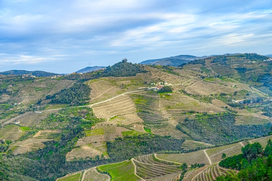 Winery agricultural fields on the ridge of a mountain in the Dou